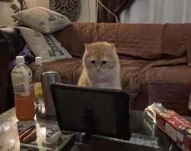 《線上聚會貓亂入》趁飼主去廁所好奇走近的結果,比飼主本人參加還熱鬧ww