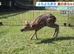 《2020年奈良小鹿一號誕生》子鹿公開因肺炎肺炎停辦 透過網路公開療癒民眾的心靈 《2020年奈良小鹿一號誕生》子鹿公開因肺炎肺炎停辦 透過網路公開療癒民眾的心靈