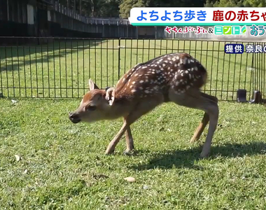 《2020年奈良小鹿一號誕生》子鹿公開因肺炎肺炎停辦 透過網路公開療癒民眾的心靈