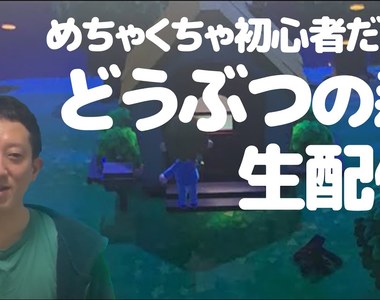 《高橋茂雄實況動物森友會》過時的實況方式意外大受歡迎 技術不專業反而倍感親切?