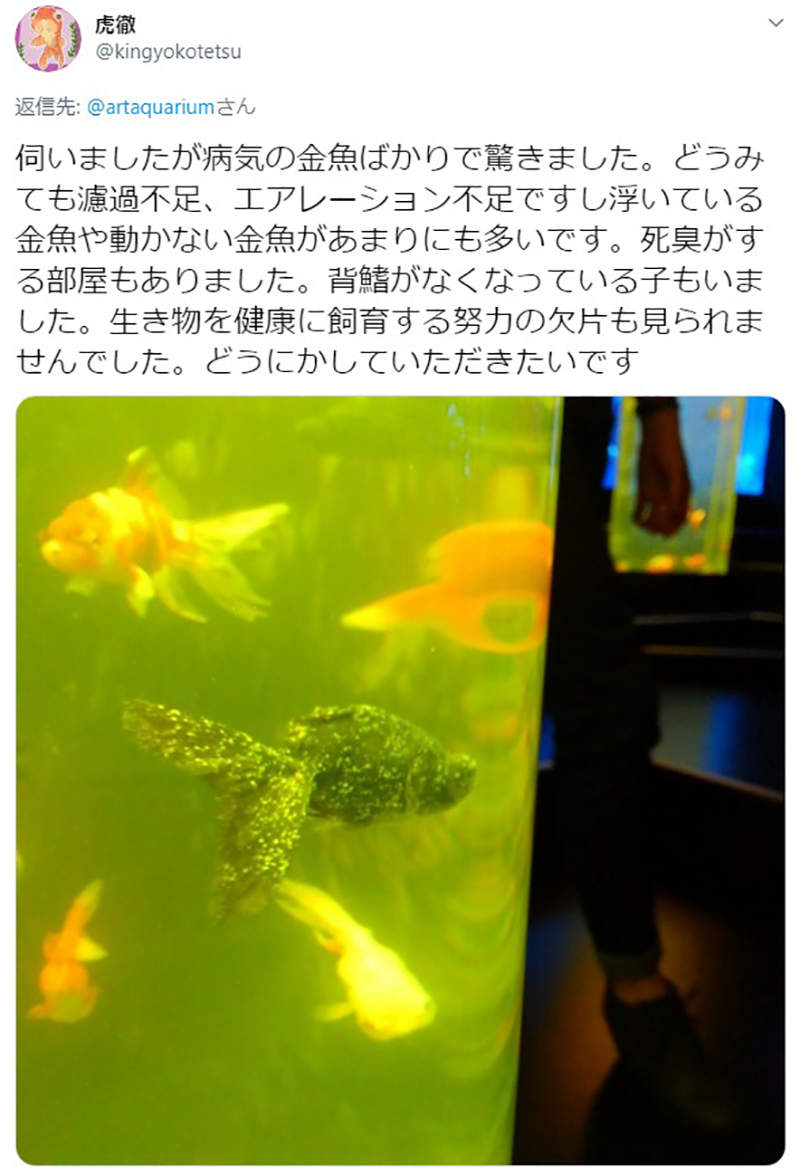 藝術水族館art Aquarium 金魚當免洗道具疾病纏身夢幻照片拍出惡劣環境炎上