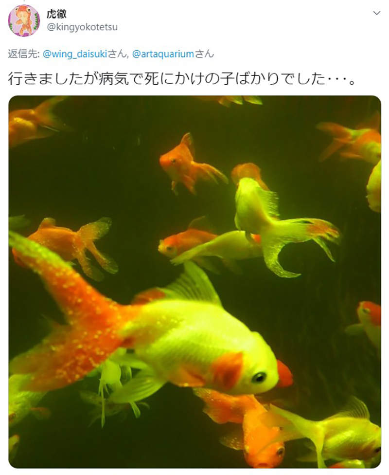 藝術水族館art Aquarium 金魚當免洗道具疾病纏身夢幻照片拍出惡劣環境炎上