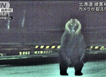 《北海道島牧村獵熊爭議》村議會大砍獵人出動費 獵友會罷工讓村民只能自求多福 《北海道島牧村獵熊爭議》村議會大砍獵人出動費 獵友會罷工讓村民只能自求多福