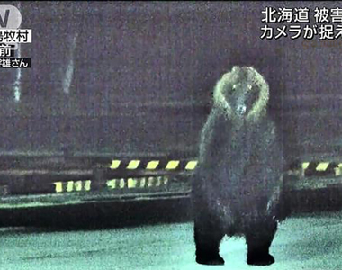 《北海道島牧村獵熊爭議》村議會大砍獵人出動費 獵友會罷工讓村民只能自求多福