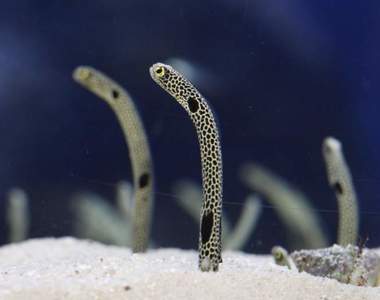 《忘記人類的花園鰻》休園中的水族館求助網友們露臉視訊，幫忙喚回花園鰻對人類的記憶...