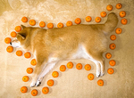超可愛《柴犬周長計算法》你家毛小孩又是幾顆蜜柑長呢? 超可愛《柴犬周長計算法》你家毛小孩又是幾顆蜜柑長呢?