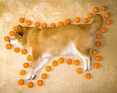 超可愛《柴犬周長計算法》你家毛小孩又是幾顆蜜柑長呢？