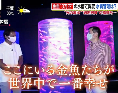 《藝術水族館ART AQUARIUM》住在這裡的金魚最幸福?策展製作人上電視澄清再炎上