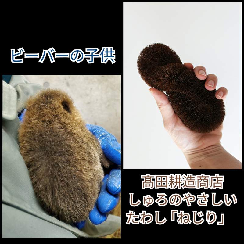 圖片6 《激似棕刷的河狸寶寶》在無法外出去動物園的防疫期間,只能好好疼愛廚房的棕刷惹(?) | 宅宅新聞