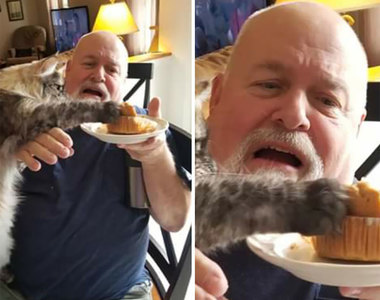 不是偷吃而是正義《貓貓的法槌》今天沒吃到東西牠不放下