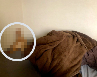 在家上班受貓干擾《持續無視貓討拍的結果》第一次看到貓也有自暴自棄的時候ww