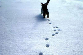 《隱藏在貓腳印裡的事實》光看足跡就能理解貓能輕鬆走在高處的理由？