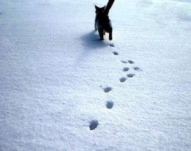 《隱藏在貓腳印裡的事實》光看足跡就能理解貓能輕鬆走在高處的理由?