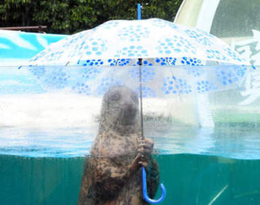 超近距離拍攝《海豹謎樣的後腦勺》怎麼這個角度看上去有點像...外星人？