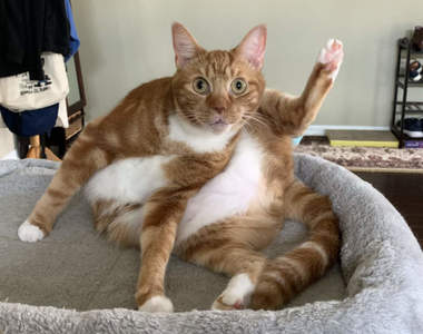 超軟Q《瑜珈貓》連飼主也問號到底什麼情況下才會呈現這種姿勢！？