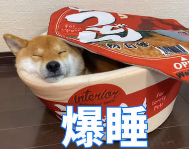 舒服到爆睡《杯麵造型寵物小窩》吸狗吸貓的朋友有了這個肯定也會大吸一口