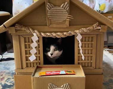 老爸手做《紙箱貓咪神社》連賽錢箱都還原的超用心設計