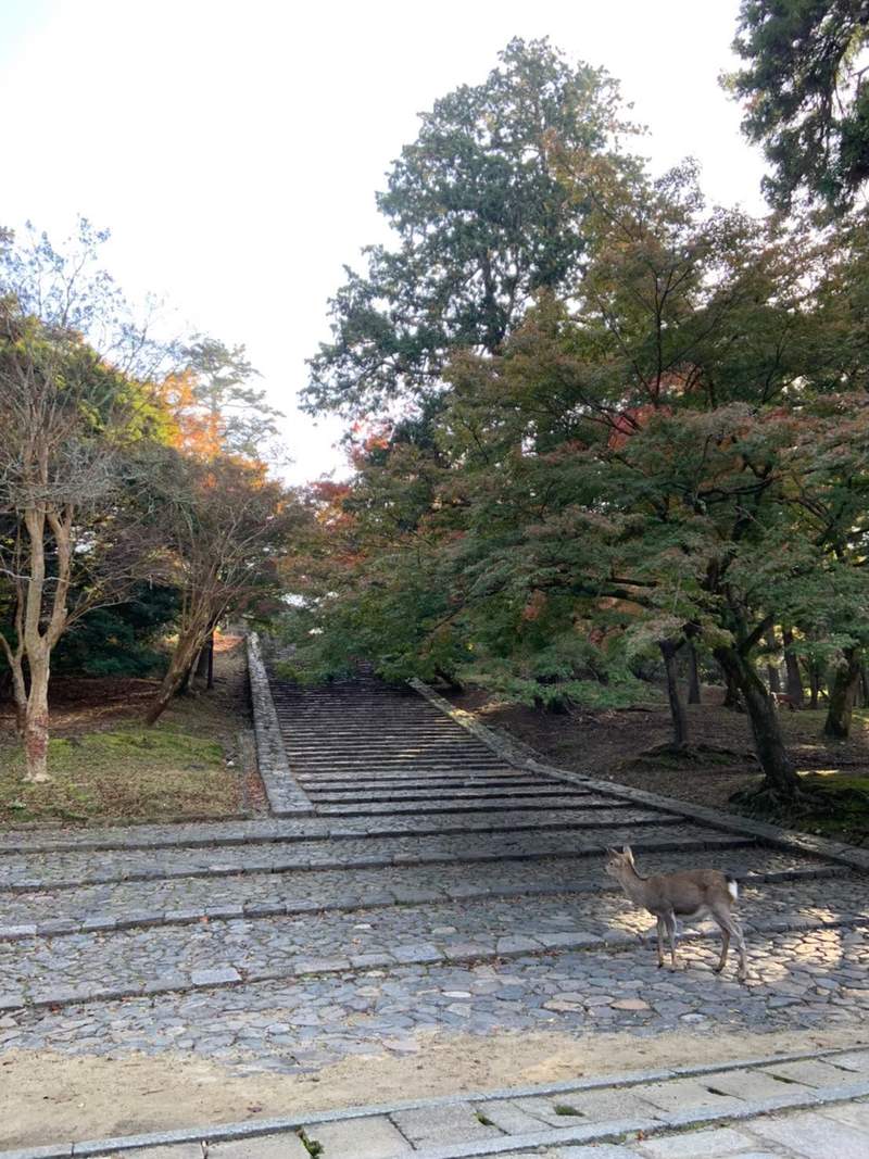 圖片4 東大寺《貓坂》傳說摔下階梯就會變成貓,現場一看才發現想變貓果然沒那麼容易... | 宅宅新聞