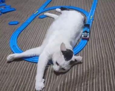 【有片】《當貓遇到鐵道玩具》原來湯瑪士小火車對牠來說跟按摩器沒兩樣ww