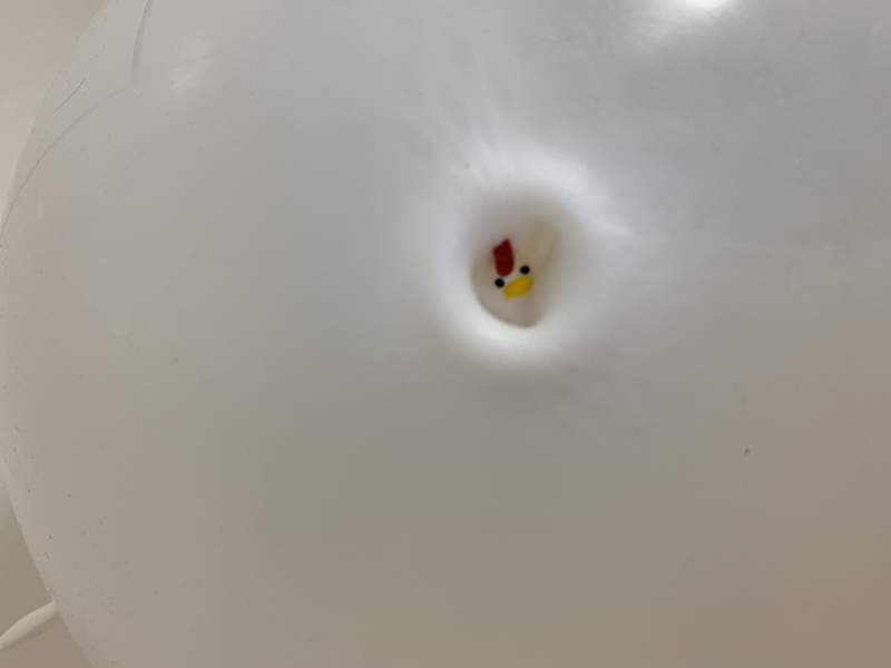 圖片16 《大創的動物氣球》吹起氣來圓鼓鼓的可愛外型,唯獨雞造型有著無法消滅的乳頭感...ww | 宅宅新聞