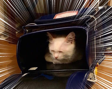 《兒子無法整理書包的理由》看到這樣的"阻礙"父母也無法對孩子生氣惹ww