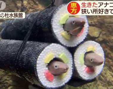 水族館水槽驚見《活的星鰻惠方卷》利用星鰻習性的創新展出方式