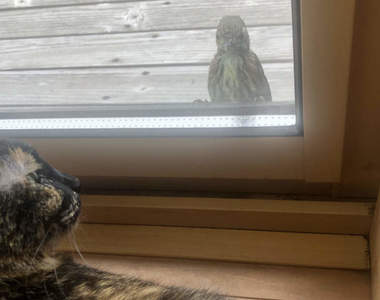 換個角度看《窗外的小鳥訪客》屋內看出去的可愛景象,屋外看進來其實有點可怕...(⊙_⊙)