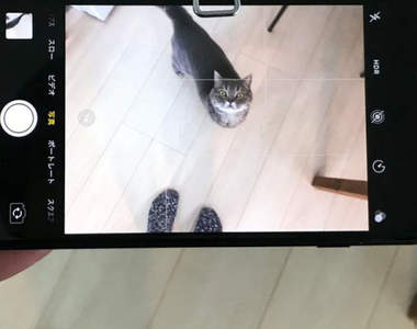 貓奴開發《貓絕對會看鏡頭的裝置》從此再也不用煩惱貓不乖乖讓你拍照(ↀДↀ)✧