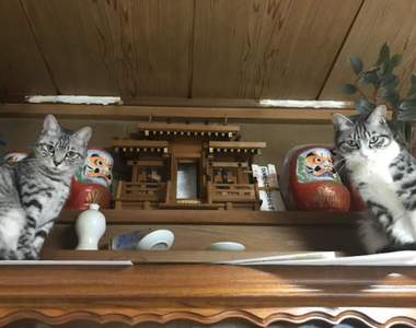 美國研究發現《貓奴多為無神論者》光看日本人家的神壇就知道為什麼ww