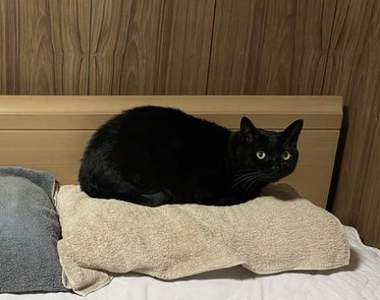 《幫黑貓拍照的陷阱》原本可愛的表情卻因為燈光讓眼神看起來超．不．屑ww