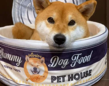 好睡到翻掉《罐頭造型毛孩小窩》看得我都想進去躺一下了說