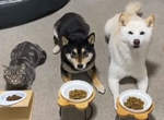 《貓跟柴犬一起養的結果》一聲令下同時開動,這貓應該也以為自己是柴柴吧ww 《貓跟柴犬一起養的結果》一聲令下同時開動,這貓應該也以為自己是柴柴吧ww