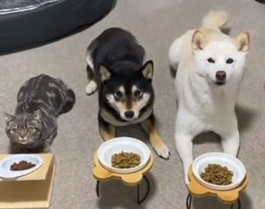 《貓跟柴犬一起養的結果》一聲令下同時開動，這貓應該也以為自己是柴柴吧ww