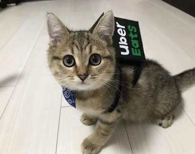 《寵物版UberEats》看到這麼可愛的外送員,外送時間再久我都願意等待❤