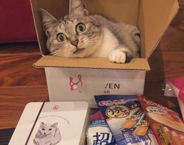 實測有效《居家辦公不讓貓打擾的辦法》準備一個收納盒什麼問題都解決了