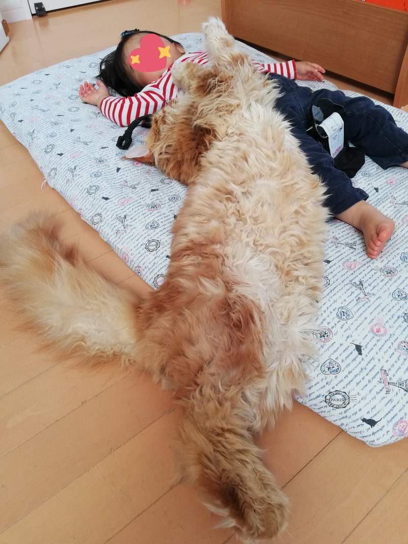 圖片4 《我的保母是巨貓》4隻巨貓守護新生兒,巨大毛毛身軀也臣服她腳下ww | 宅宅新聞