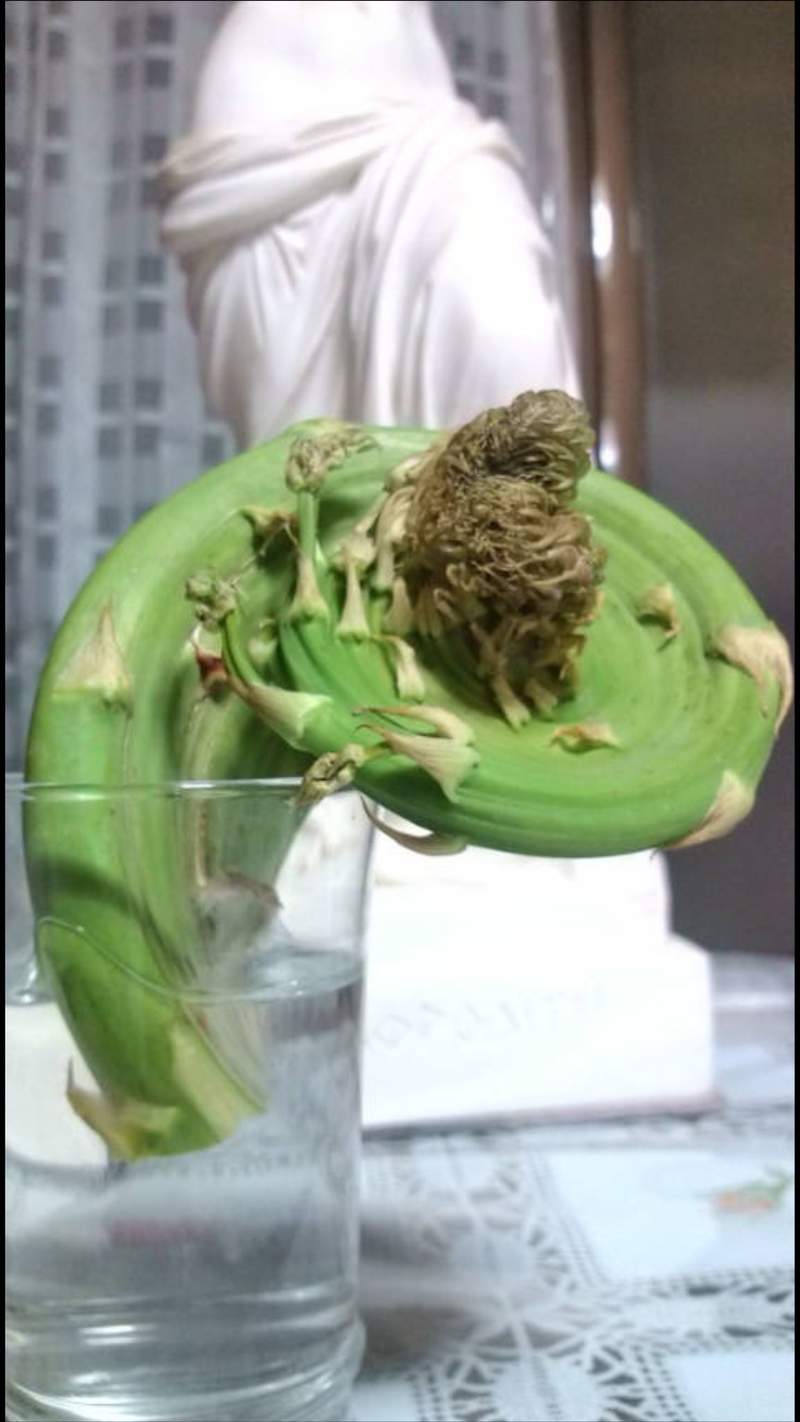 圖片11 推特瘋傳《老家寄來的奇形蔬菜》像彈匣一樣的珍奇形狀,你看得出來這是什麼蔬菜嗎? | 宅宅新聞