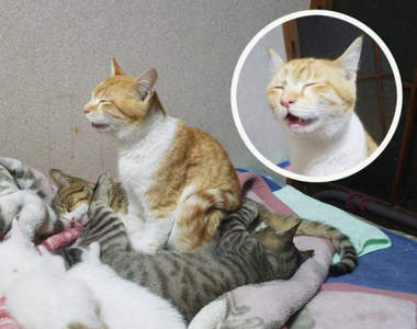 《坐著睡著的貓》坐著睡覺已經夠驚奇，沒想到牠屁股下是＂一團貓＂...ww