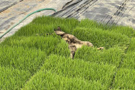 快起來《睡在苗床的貓咪》你以為地上所有綠油油的東西都叫草地嗎...（淚）