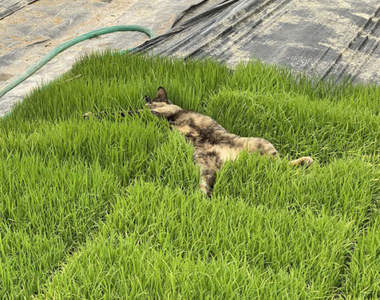 快起來《睡在苗床的貓咪》你以為地上所有綠油油的東西都叫草地嗎...(淚)