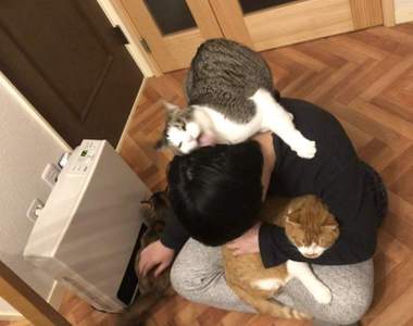 頸椎快斷了《貓妖怪再現》竟然是用這種方法療癒工作疲憊的人類...(狂舔)