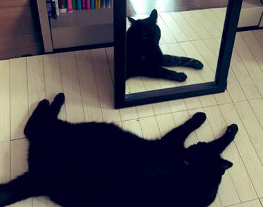 《貓的怪奇現象》明明躺在地上的黑貓，鏡子裡竟是完全的不同姿勢！？