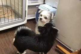 《討厭其他犬輩的狗狗》去住寵物旅館的結果,一臉鬱卒表情引發推特瘋傳ww 《討厭其他犬輩的狗狗》去住寵物旅館的結果,一臉鬱卒表情引發推特瘋傳ww