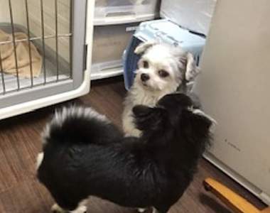 《討厭其他犬輩的狗狗》去住寵物旅館的結果，一臉鬱卒表情引發推特瘋傳ww