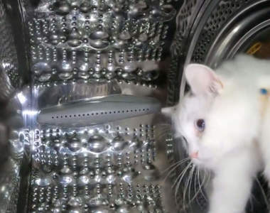 外太空錯覺感？《宇宙飛行布偶貓》其實只需要透過家裡的某樣東西，就可以拍出這樣的效果