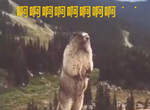 《猛一看就被迷因笑力影響》腦波弱的朋友們這篇要注意,你能忍住讓思緒沒有任何起伏嗎XD 《猛一看就被迷因笑力影響》腦波弱的朋友們這篇要注意,你能忍住讓思緒沒有任何起伏嗎XD