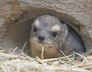 日本動物園誕生《蹄兔寶寶》粗粗白眉下的可愛表情瞬間融化遊客們的心