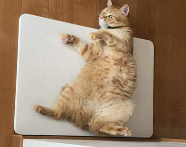 《令貓著迷的珪藻土踏墊》明明是洗完澡要踏乾的地方，貓卻早已躺好就定位...ww