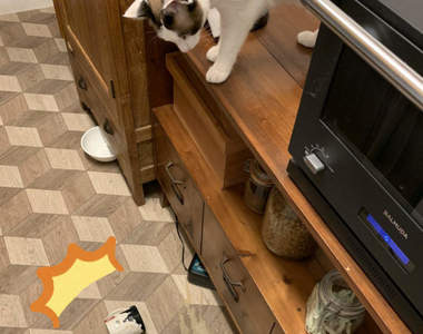 告別被貓打翻杯子的日子《貓奴自製馬克杯保護裝置》結果只是證明了人類注定輸給貓咪...