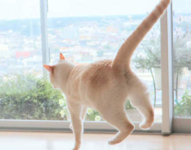 貓的奇蹟一瞬間《飄浮貓》彷彿被飛碟吸起的無重力感，果然秒變惡搞素材ww